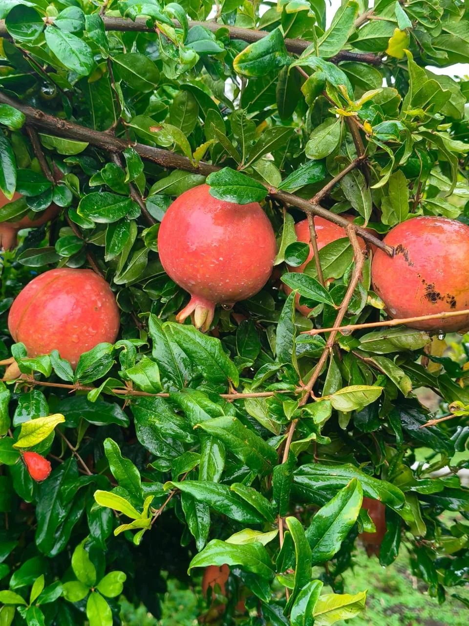 Ripe pomegranates growing on a tree